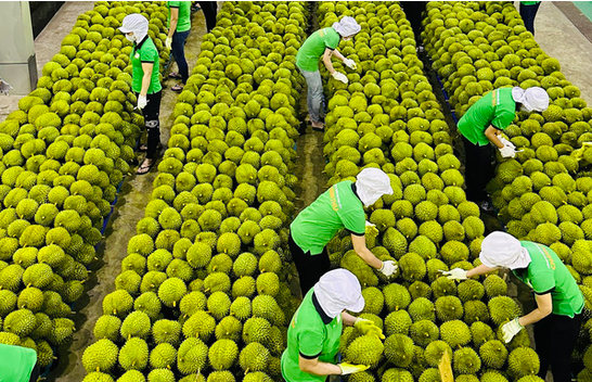 Xuất khẩu sầu riêng của Việt Nam vượt mốc 2 tỷ USD